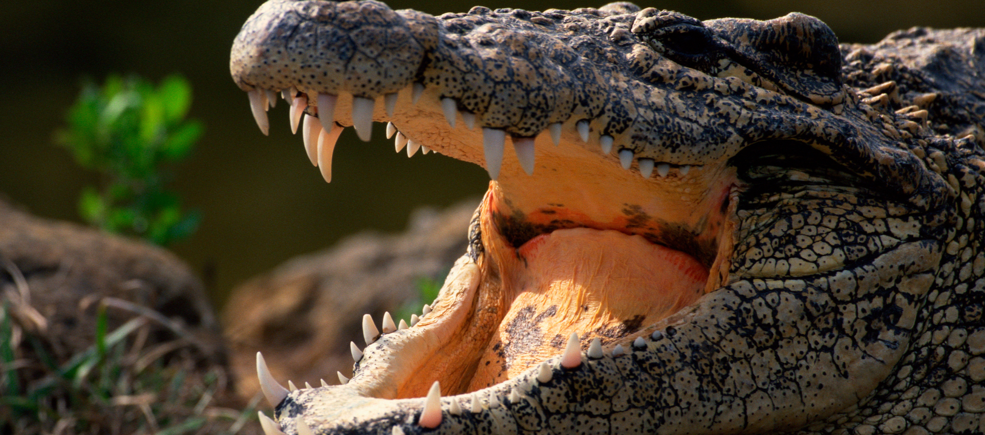 Cocodrilo americano (Crocodylus acutus)